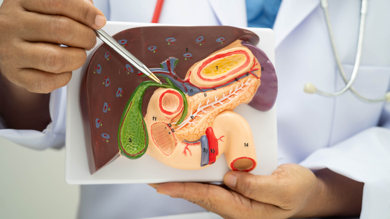 Doctor pointing to gallbladder on model of digestive system