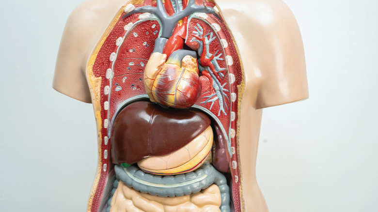 Human anatomy model with internal organs