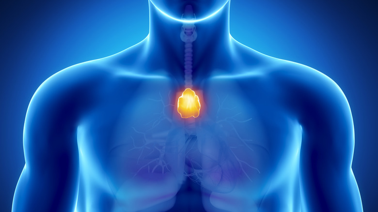 Thymus gland highlighted in human body