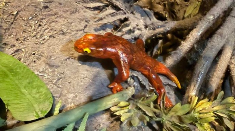 A model of Jeanerpeton on the floor of the Carboniferous forest at the Field Museum's Evolving Planet exhibition