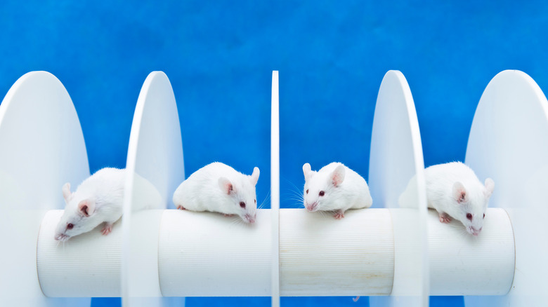 Lab mice sitting in a labratory