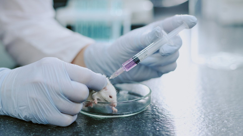 A mouse getting injected in a labratory