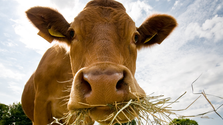 Cow eating hay