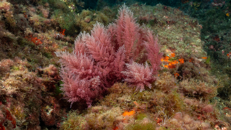 Asparagopsis taxiformis seaweed on ocean floor