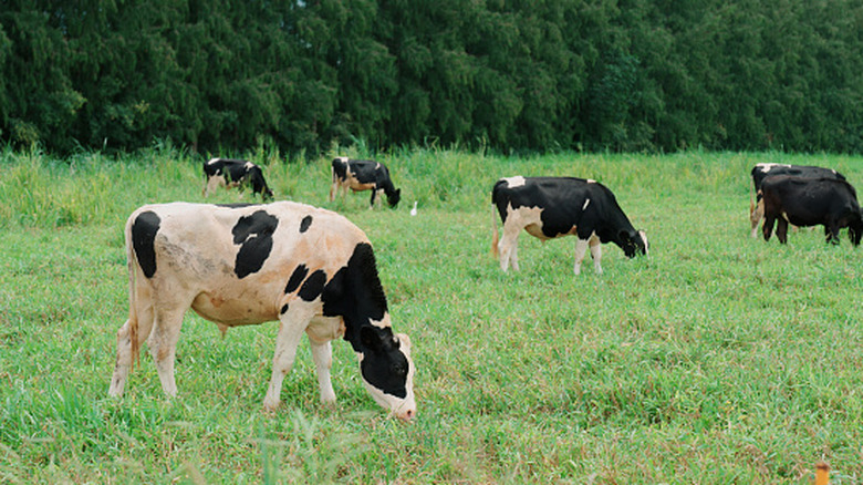 Cows grazing on grass
