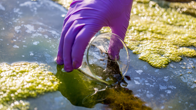 A gloved hand taking a water sample around algae