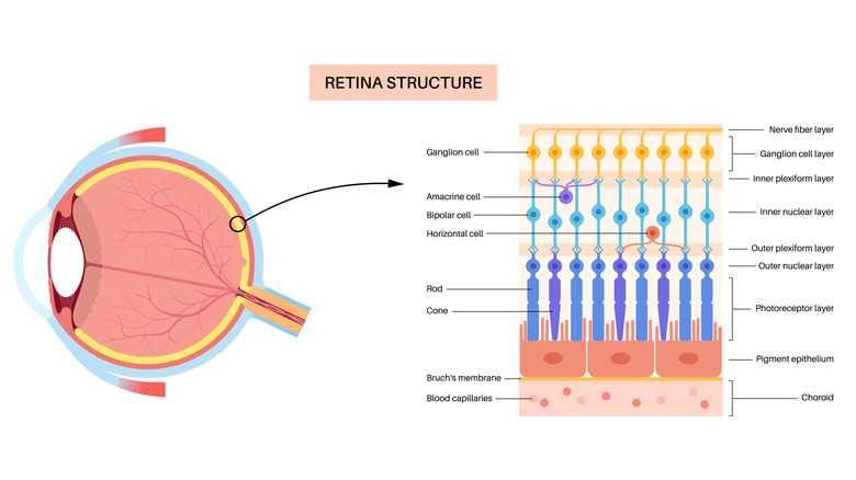 A schematic representing the structure of the retina.