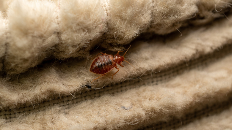 Bed bug crawling on fabric