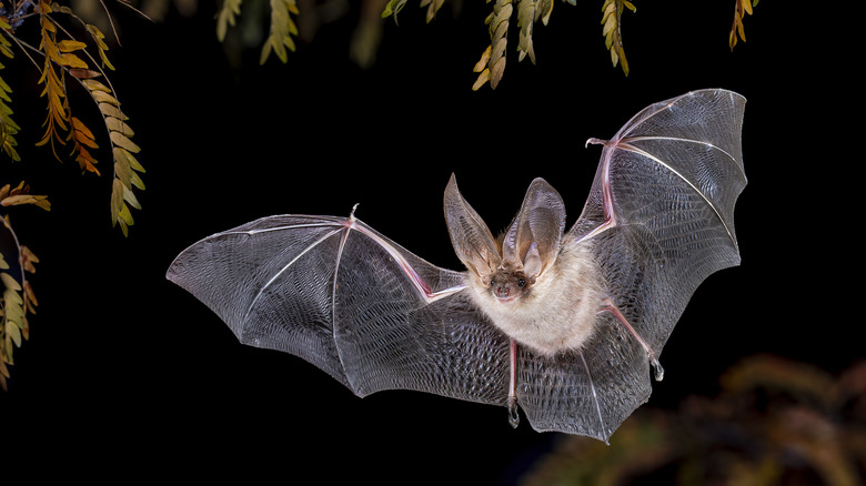 Brown long-eared bat flying in a forest