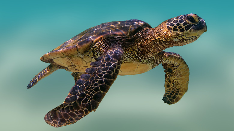 A Kemp's ridley turtle is seen swimming underwater