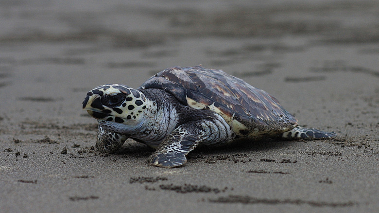 A Kemp's ridley sea turtle sits on sand