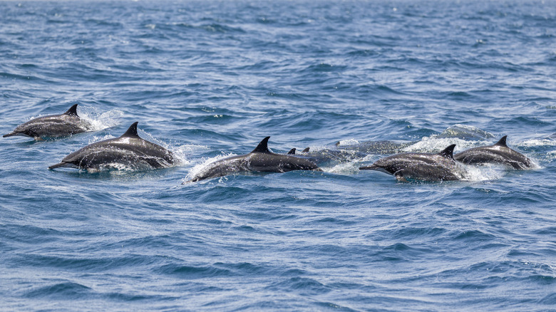A group of dolphins on the ocean surface
