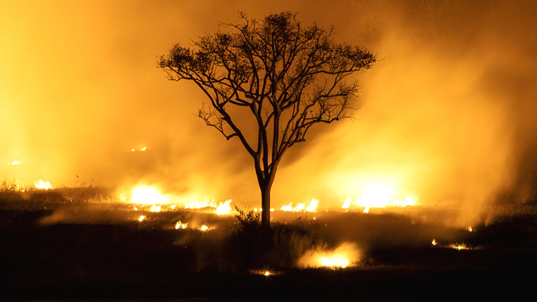 wildfire engulfing a tree