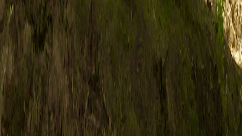 Silhouette of a person relaxing under a tree