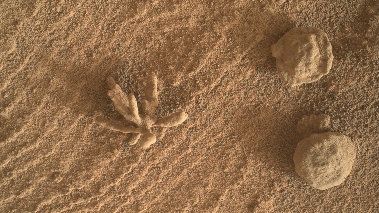 An image from the Mars rover Curiosity showing flower-shaped mineral deposits