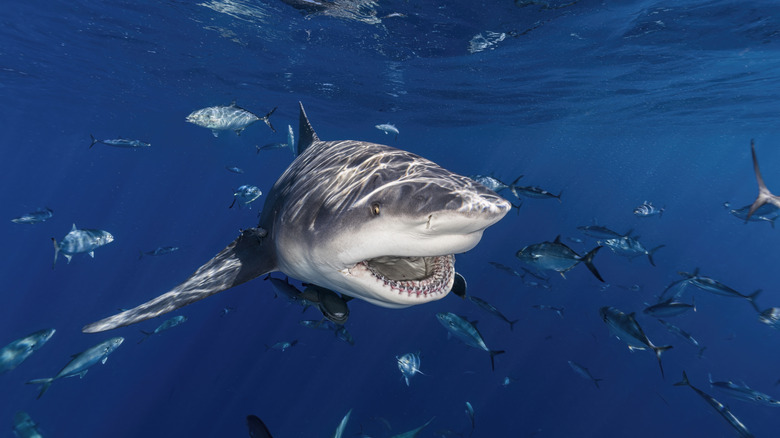 Bull shark swimming amongst a school of fish