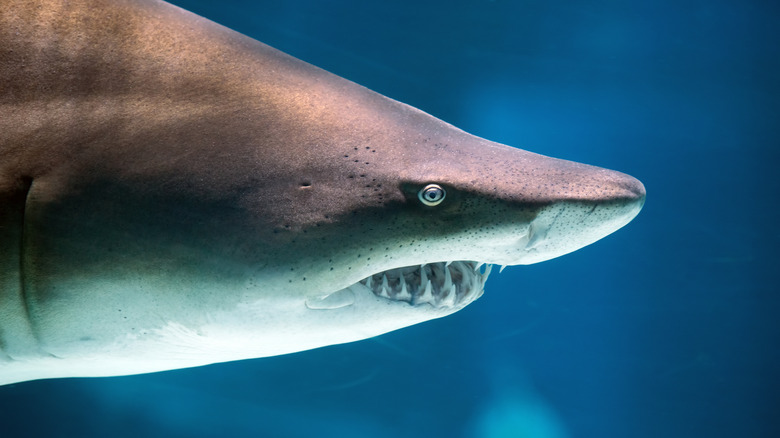 Close-up of the head of a great white shark showing a clear view of its eye