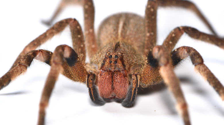 Close up of Brazilian wandering spider against a white background