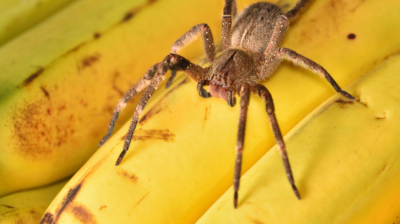 Brazilian wandering spider in brown and tan crouched on bananas