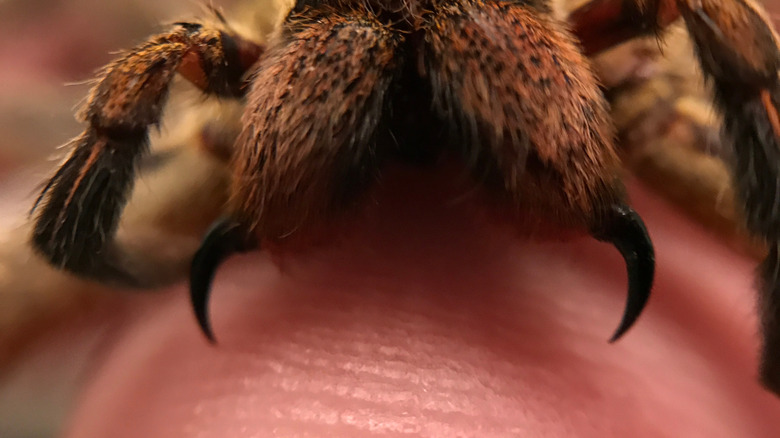 Brazilian wandering spider poised on top of human flesh, mandibles with black pincers