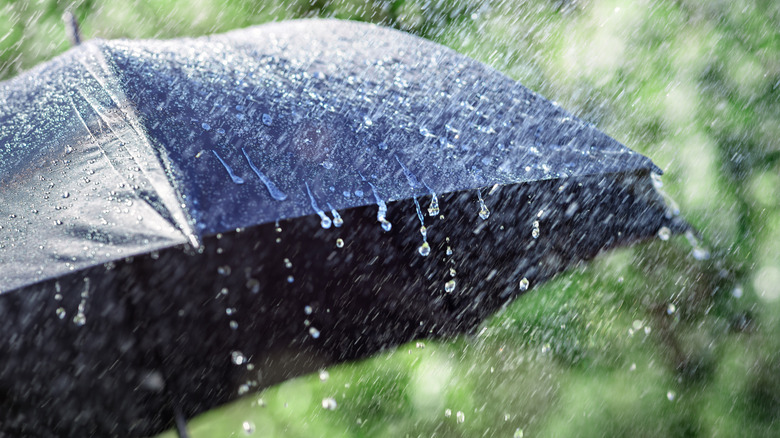 Rain drops fall on a black umbrellas against a green background