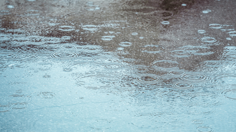 Rain drops hit the surface of a pool of water creating ripples
