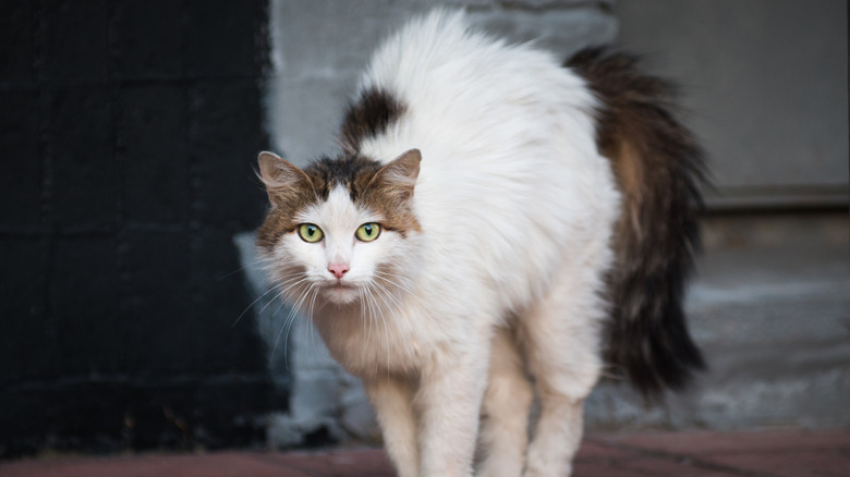 A scared cat with its back arched and fur sticking up.