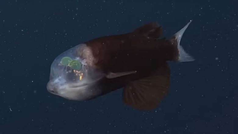 A barreleye fish is swimming in the sea