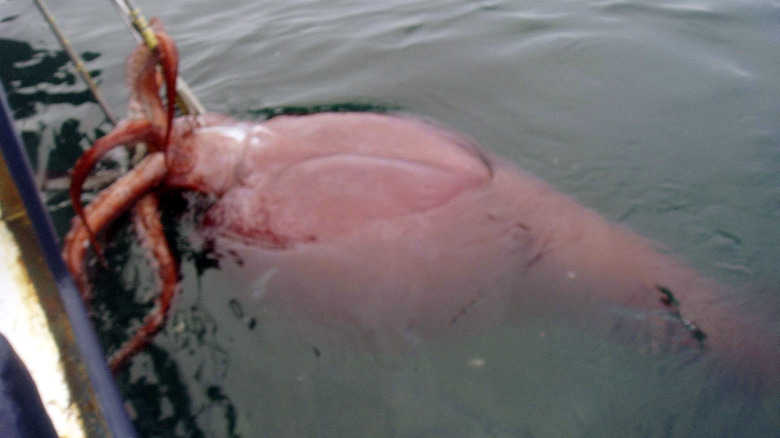 Colossal squid on the surface of the sea