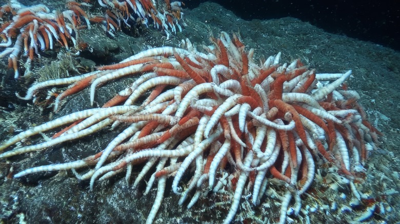 A giant tubeworm is living in a deep sea hydrothermal