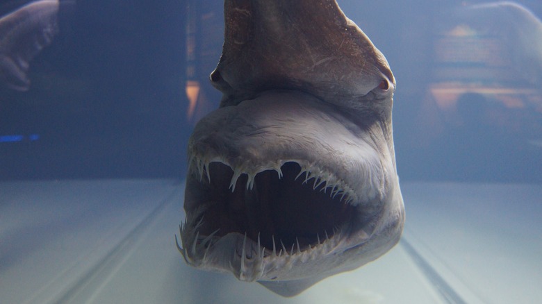 A goblin shark specimen is on display at an exhibition