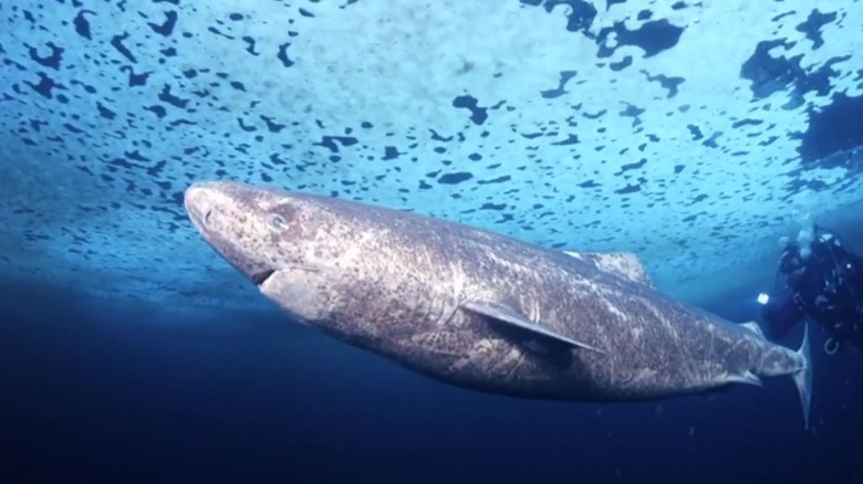 A diver and a Greenland shark are swimming under the ice
