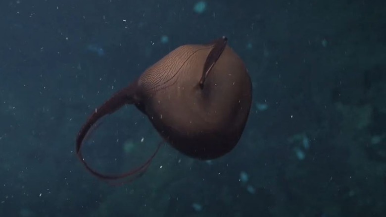 A gulper eel is ballooning its stomach