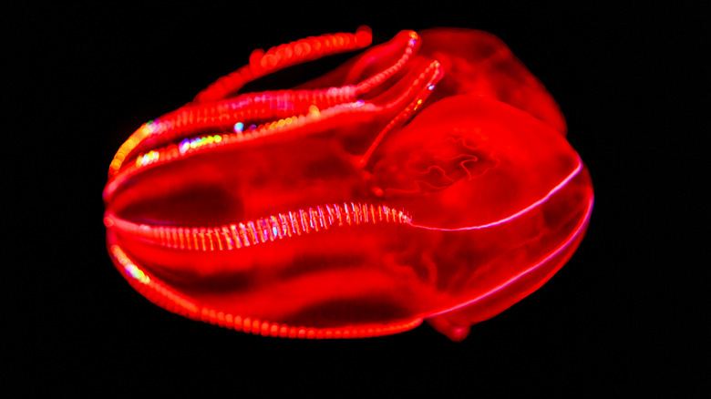 A bright red bloodybelly comb jelly is in darkness