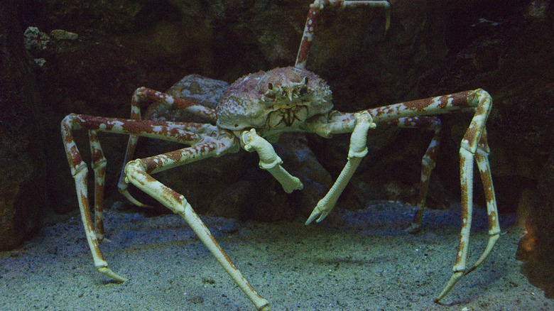 A Japanese spider crab is on display at an aquarium