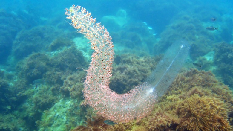 Red-spotted siphonophore is near the ocean floor