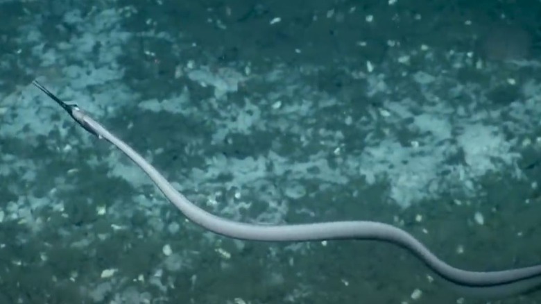 A snipe eel is swimming in the sea