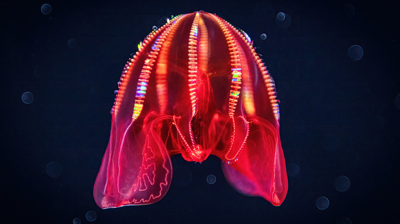 A blood-belly comb jelly is glowing in many colors