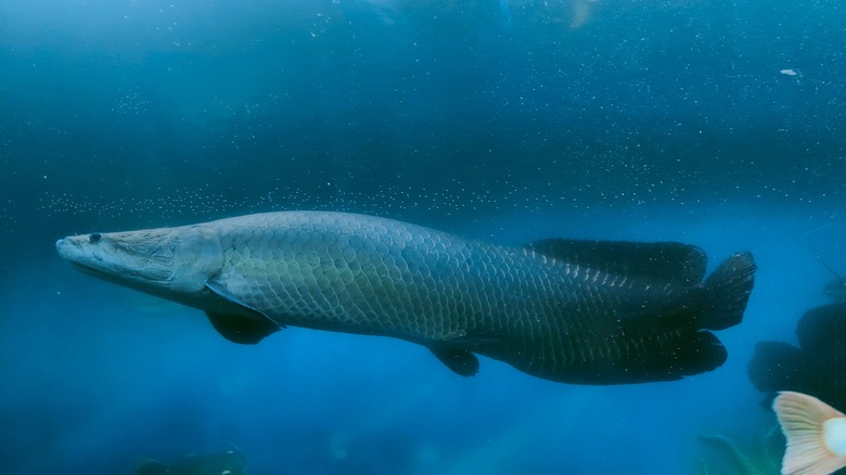 Arapaima fish swimming in clear water