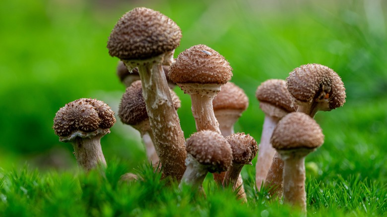 Armillaria ostoyae honey mushrooms are growing in a green landscape