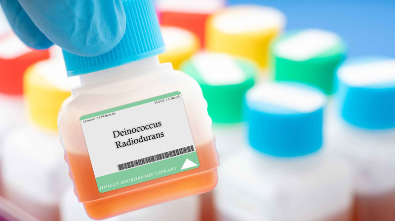 A sample container with Deinococcus radiodurans bacteria in it