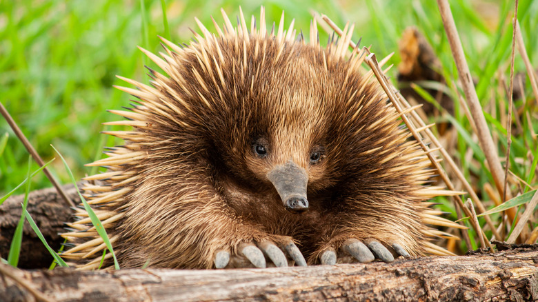 An echidna is taking a rest
