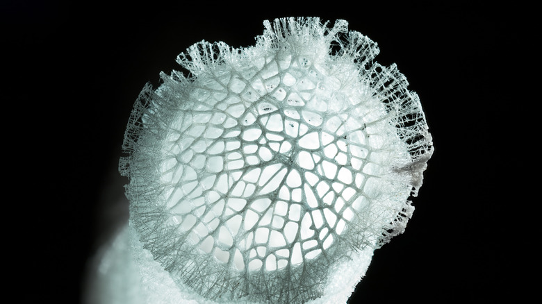 A white Hexactinellid glass sponge stands on a dark background