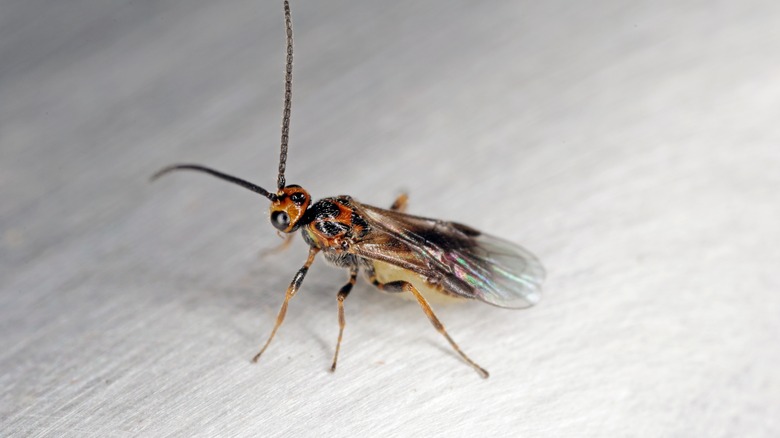 A Habrobracon wasp is resting on the floor