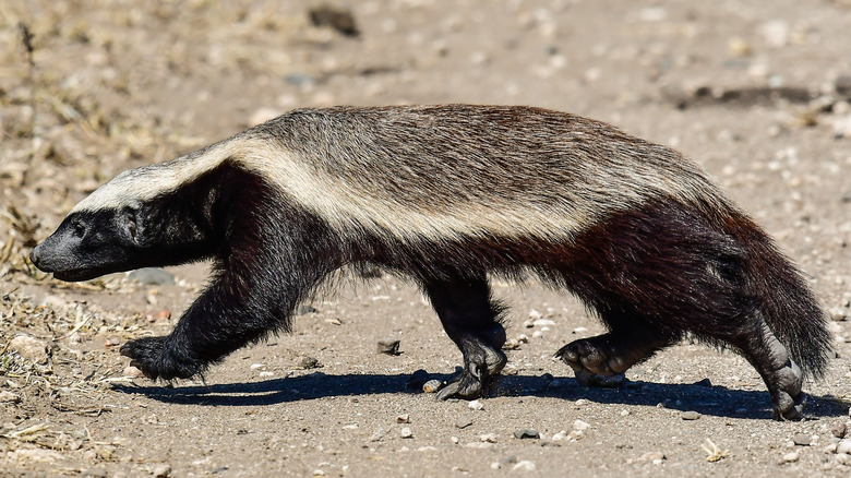 A honey badger is walking across dry terrain