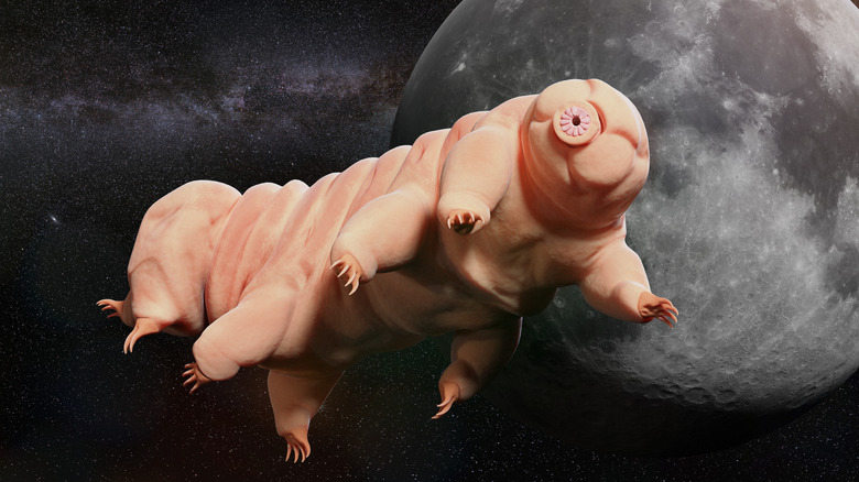 A tardigrade is floating in space