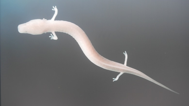 A white cave olm is sticking to the wall