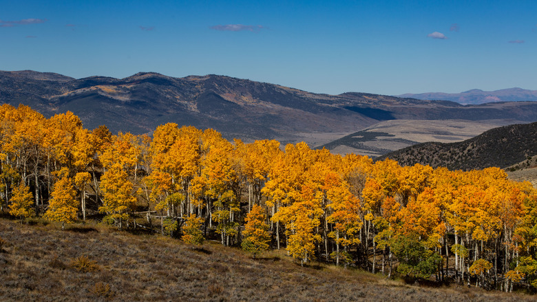 The Pando aspen clone grove with beautiful yellow leaves