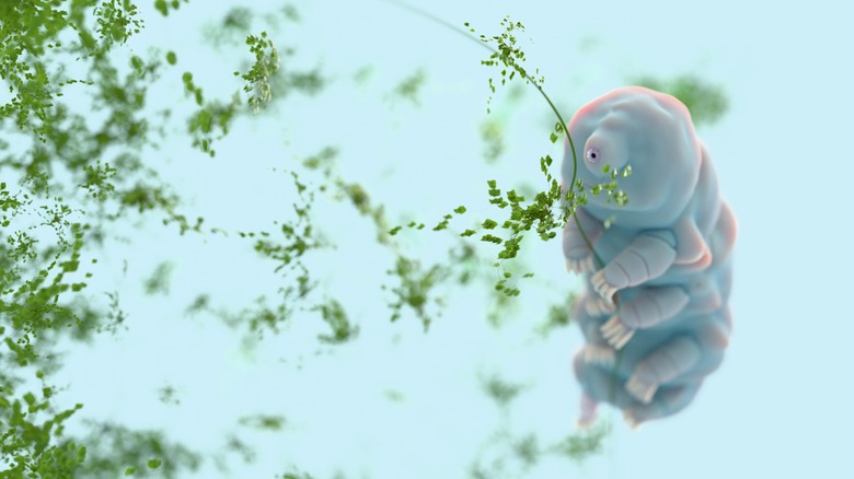 A small tardigrade with some green moss