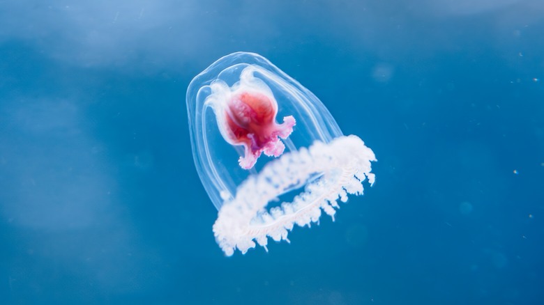 Immortal jellyfish is swimming in the sea